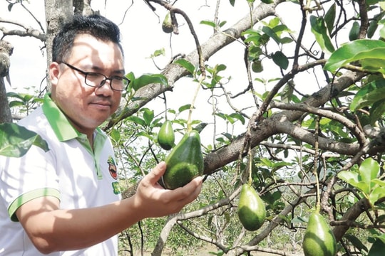 Điểm nhấn trong phát triển kinh tế nông thôn