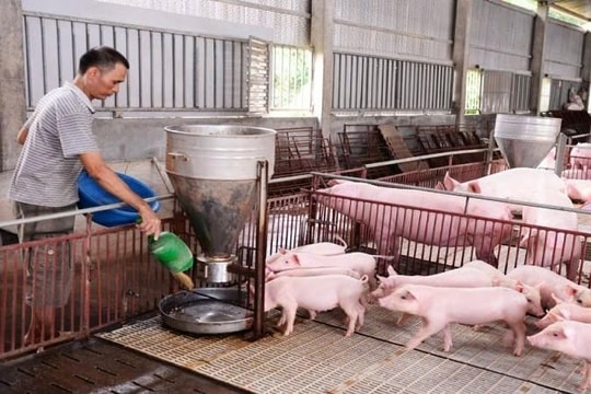 Hướng đi xanh từ chăn nuôi sinh học