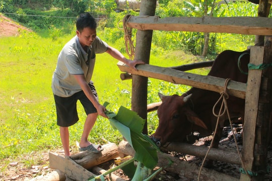 Giảm nghèo hiệu quả từ mô hình hỗ trợ chăn nuôi bò sinh sản