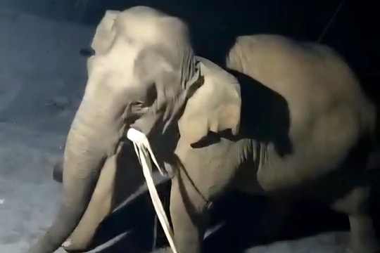 Nghệ An: Voi rừng vào nhà dân để tìm kiếm thức ăn