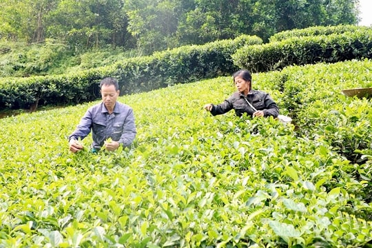 Đồng hành cùng người dân Thanh Ba thoát nghèo bền vững