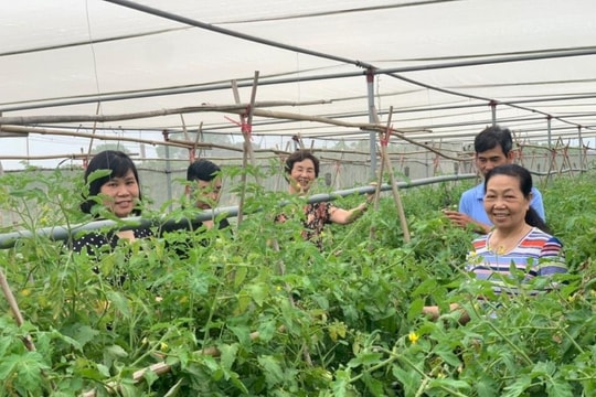 Phát triển sản phẩm từ các vùng chuyên canh