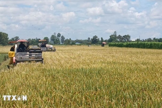 Ahead of 14th National Party Congress: Ca Mau farmers upbeat about support for agriculture