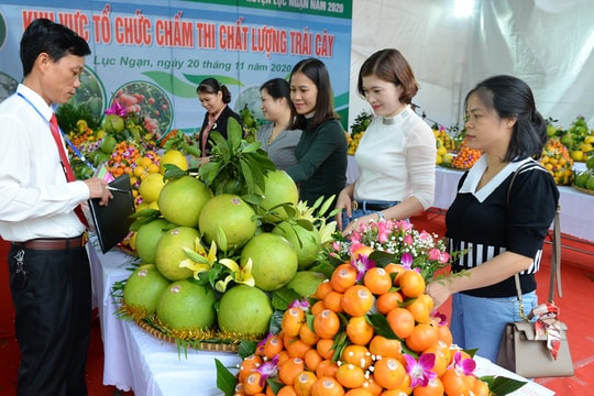 Bac Ninh fruit festival to take place in December