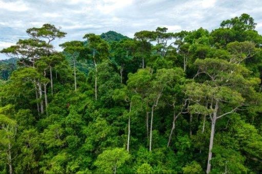 Phát triển lâm nghiệp bền vững: Trở thành ngành kinh tế - kỹ thuật hiện đại