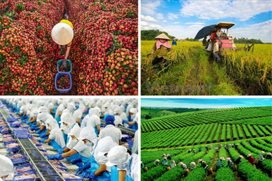 Từ cam kết đến hành động: Đâu là lời giải cho bài toán Net Zero của Việt Nam?