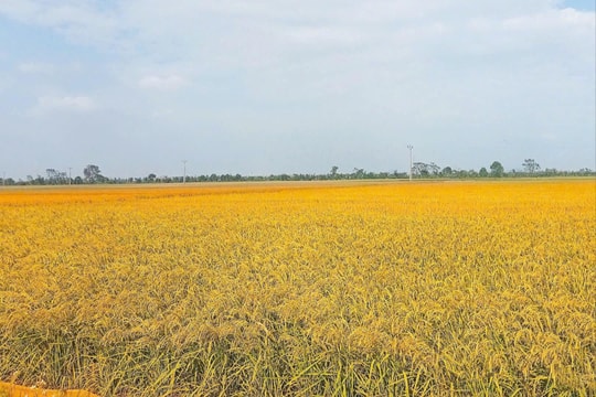 Câu chuyện cái thang đo