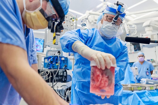 Thực hiện thành công ghép thận lợn cho người: Hy vọng mới về ghép tạng dị chủng