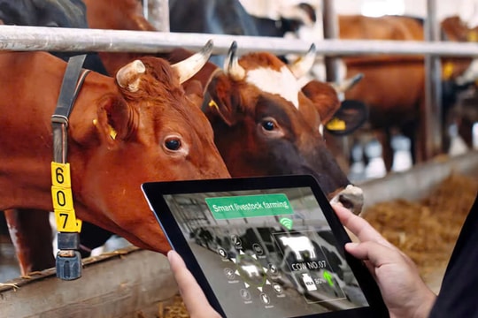 TP. Hồ Chí Minh: Quan trắc, giám sát môi trường tại 75 trang trại chăn nuôi