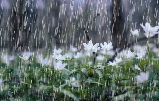 Không khí lạnh gây mưa lớn từ Hà Tĩnh đến Khánh Hòa