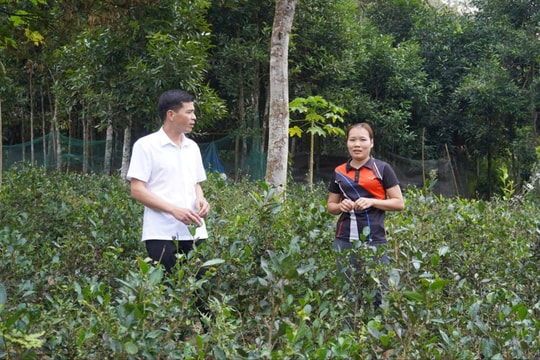 Phát huy nội lực vững bước trên hành trình thoát nghèo