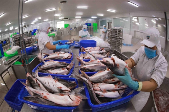 Pangasius exports focus on expanding to CPTPP, Middle East