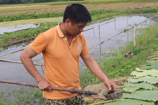 Thoát nghèo từ mô hình nuôi ốc thương phẩm