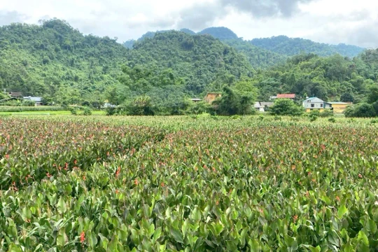 Thái Nguyên: Cây dong riềng - hướng đi mới giúp người dân Côn Minh thoát nghèo bền vững