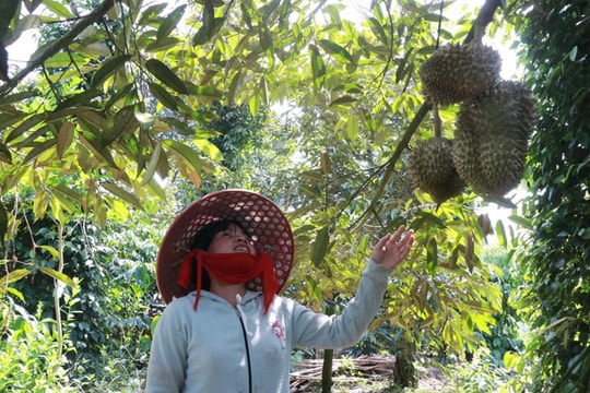 Phát huy vai trò của Hợp tác xã trong ứng dụng khoa học, công nghệ tại vùng đồng bào dân tộc thiểu số