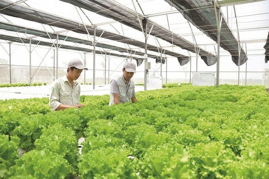 FDI – Đòn bẩy thúc đẩy nông nghiệp Việt Nam phát triển bền vững