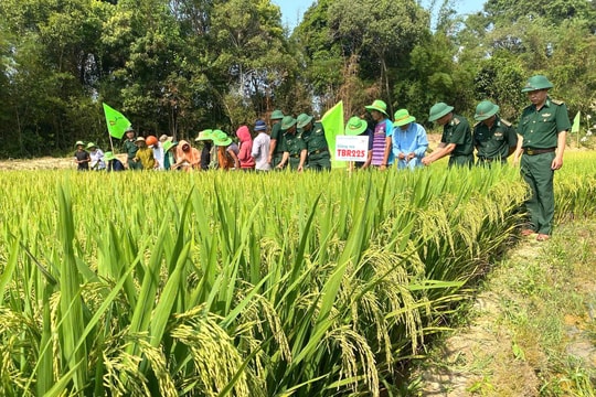Mùa “gieo ngọc”, gieo ấm no nơi biên giới Việt - Lào