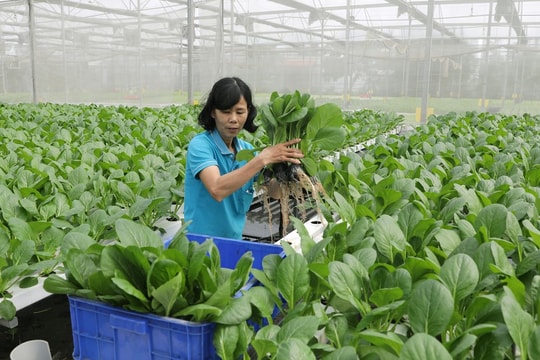 Kinh tế tập thể, hợp tác xã: Góp phần hiện thực hóa mục tiêu xây dựng nông thôn mới