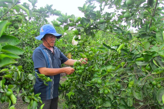 Kinh tế tập thể là trụ cột vững chắc trong xây dựng nông thôn mới giai đoạn 2021-2025