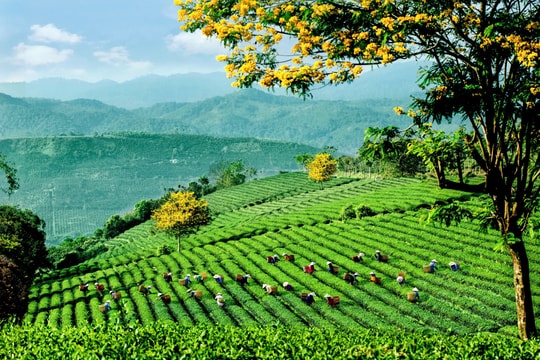 Lễ hội Trà Quốc tế 2025 - Chuỗi hoạt động độc đáo kết nối văn hóa và động lực phát triển ngành trà
