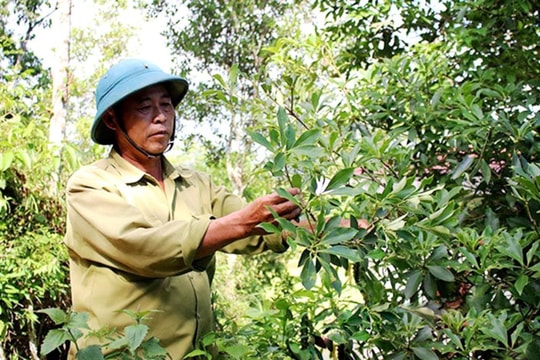 Lạng Sơn: Đồng bào dân tộc thiểu số xã Chi Lăng từng bước vươn lên làm chủ kinh tế