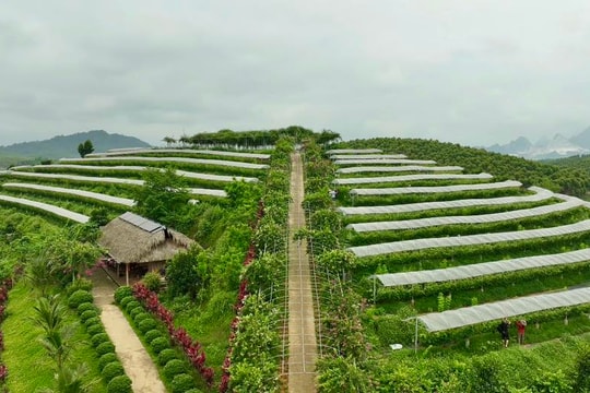 Lào Cai: Kinh tế tập thể góp phần tạo dựng chuỗi giá trị bền vững