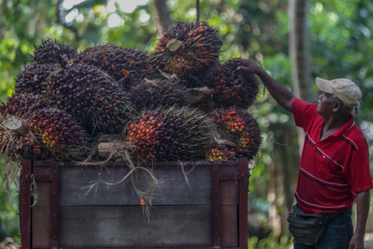 Malaysia works to regain palm oil market share in China