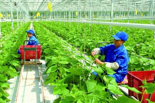 Hợp tác xã là “hạt nhân” giúp nông sản xứ Thanh vươn xa