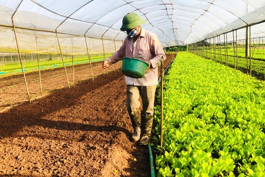 Quảng Ngãi: Phát triển hợp tác xã tạo động lực thay đổi diện mạo vùng nông thôn