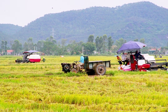 Nghệ An: Mô hình hợp tác xã kiểu giúp đổi mới cách thức tổ chức sản xuất nông nghiệp