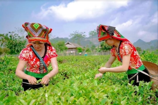 Phụ nữ Sơn La giúp nhau làm giàu trên quê hương