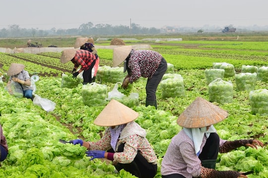 Sức bật nông thôn mới nhìn từ các mô hình kinh tế tập thể