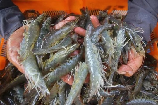 Indonesia resumes shrimp exports to US after meeting radiation safety standards