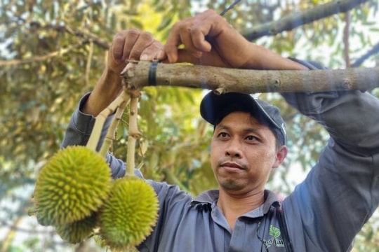 Vĩnh Long: Phát triển hợp tác xã gắn với tái cơ cấu nông nghiệp và xây dựng nông thôn mới
