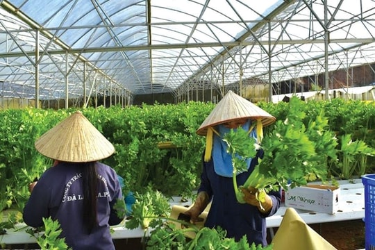 Kinh tế tập thể giúp người dân Lâm Đồng nâng cao thu nhập, ổn định cuộc sống