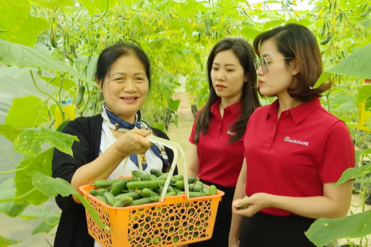 Agribank thúc đẩy xuất khẩu rau quả Việt