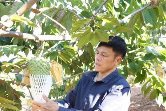 Sơn La: Kinh tế tập thể tiếp sức, nâng tầm nông thôn mới