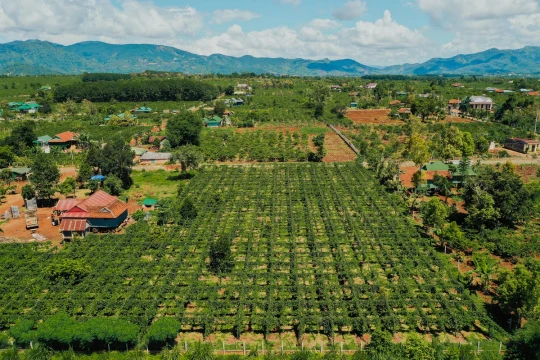 Liên kết chuỗi giá trị để nâng tầm ngành chanh leo
