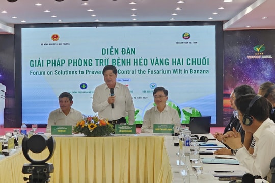 Giải pháp phòng trừ bệnh héo vàng hại chuối
