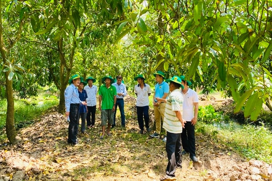 Phục hồi vườn cây ăn quả đồng bằng sông Cửu Long sau ngập úng: Giải pháp khoa học cho bà con nhà vườn