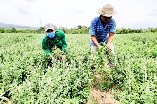 Phát triển vùng trồng dược liệu - sinh kế bền vững cho miền núi Khánh Hòa