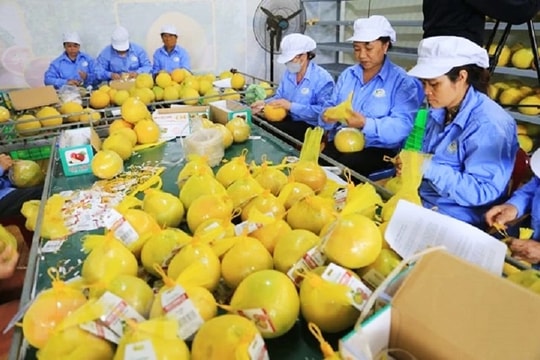 Quản lý chất lượng nông, lâm, thủy sản - nền tảng nâng sức cạnh tranh ngành nông nghiệp