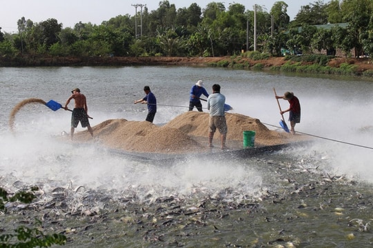 Phát triển con giống, hiện đại hóa hạ tầng đưa ngành thủy sản bứt phá