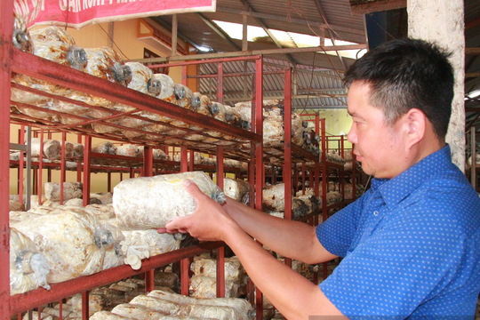 Ninh Bình: Đẩy mạnh kinh tế tập thể trong xây dựng nông thôn mới nâng cao