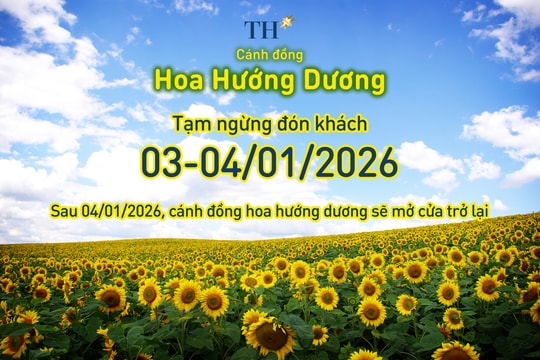 Cánh đồng hướng dương TH tạm đóng cửa ngày 3 - 4/1/2026