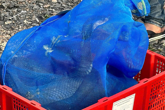 Phát hiện vụ vận chuyển rắn hổ mang trái phép có tổng trọng lượng gần 1000kg