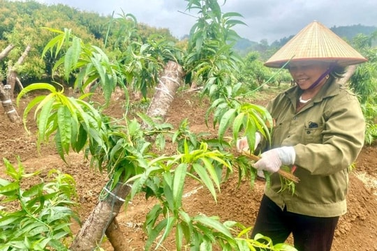 Xuân ấm từ những gốc đào rừng vườn nhà