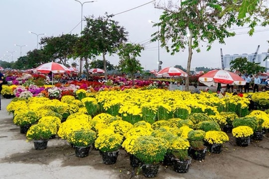 Binh Dien Spring Flower Market offers festive gateway to Tet 2026