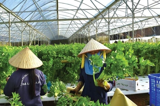 Người lao động sẽ được vay 200 triệu từ nguồn vốn tạo việc làm