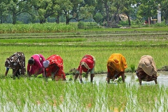 Quốc hội Ấn Độ thông qua luật việc làm nông thôn: Kỳ vọng và trăn trở